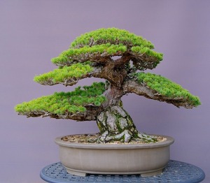 บอนไซ อุปกรณ์บอนไซ